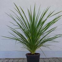 Cordyline australis - Kohlbaum 100-120 cm