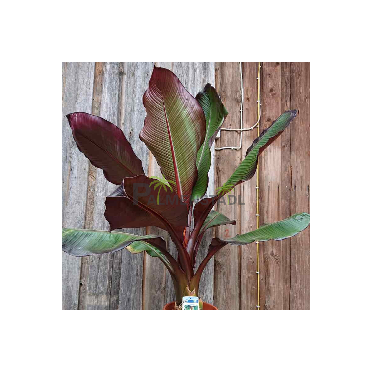 Ensete Ventricosum MAURELII - Rote Zierbanane 40-60 cm