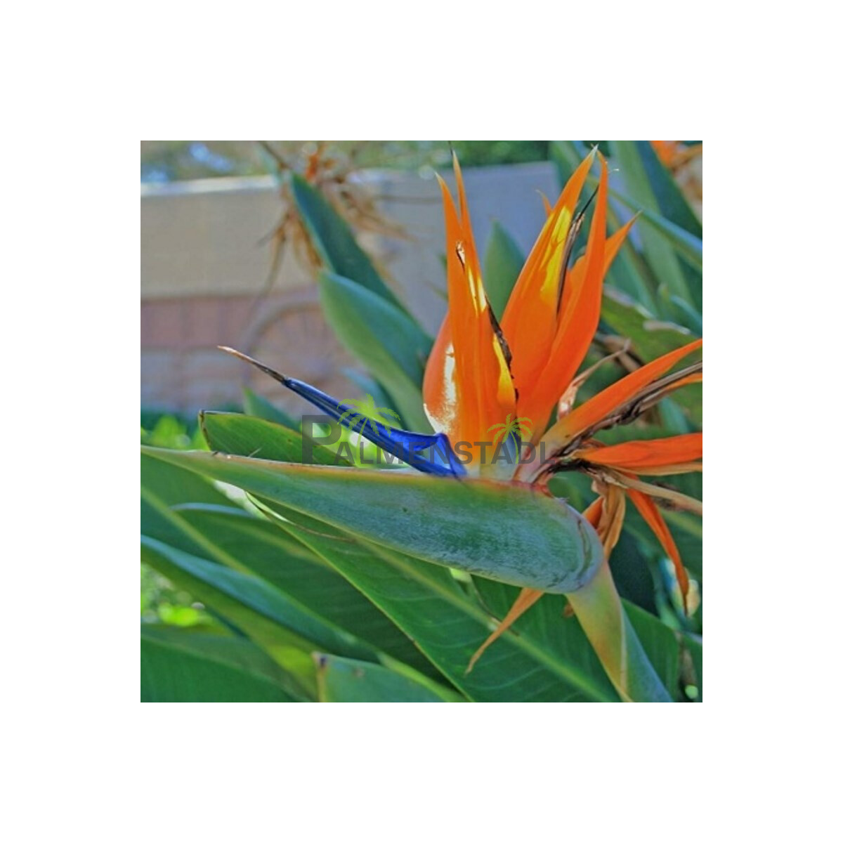 Strelitzia reginae - Paradiesvogelblume box