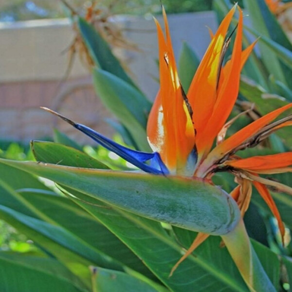 Strelitzia reginae - Paradiesvogelblume