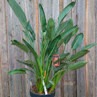 Strelitzia reginae - Paradiesvogelblume