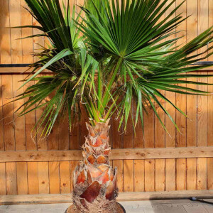 Mexikanische F&auml;cherpalme 50&ndash;60 cm Stamm