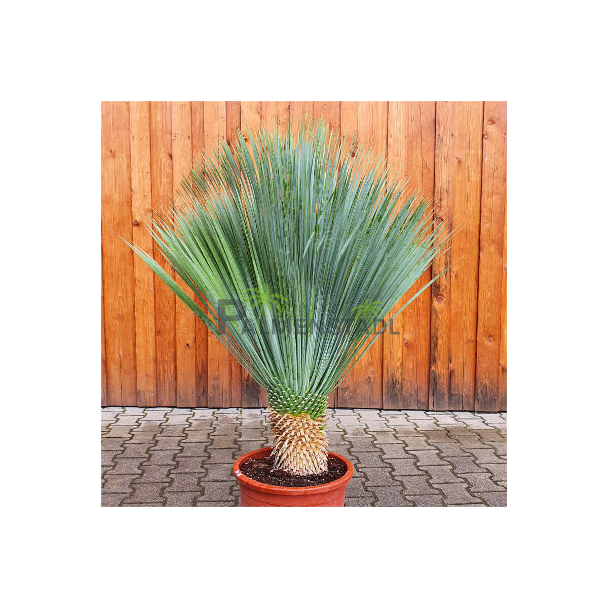 Yucca Rostrata - Blaublättrige Palm box