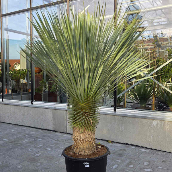 Blaubl&auml;ttrige Palmlilie 60-70 cm Stamm