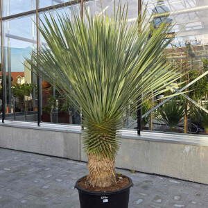 Blaubl&auml;ttrige Palmlilie 60-70 cm Stamm