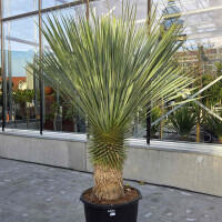 Blaubl&auml;ttrige Palmlilie 60-70 cm Stamm