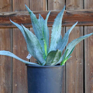 Agave Americana - Amerikanische Agave 00 - 10 cm
