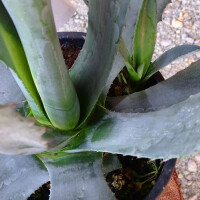 Agave Americana - Amerikanische Agave 00 - 10 cm