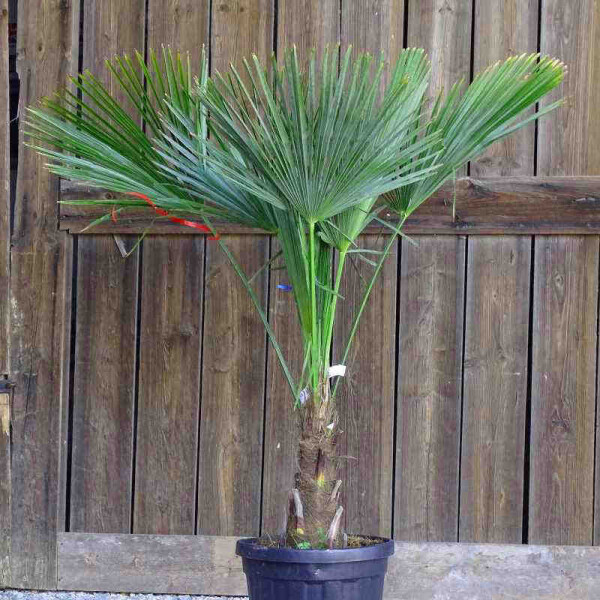 Trachycarpus fortunei - Chinesische Hanfpalme 30 - 40 cm