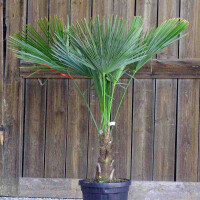Trachycarpus fortunei - Chinesische Hanfpalme 30 - 40 cm
