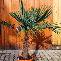 Trachycarpus fortunei - Chinesische Hanfpalme 30 - 40 cm