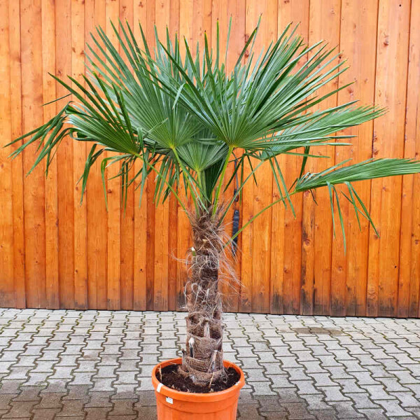 Chinesische Hanfpalme 70-80 cm Stamm