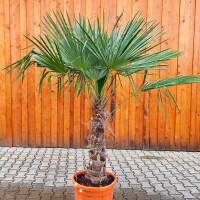 Chinesische Hanfpalme 70-80 cm Stamm
