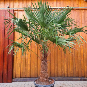 Chinesische Hanfpalme 90-100 cm Stamm