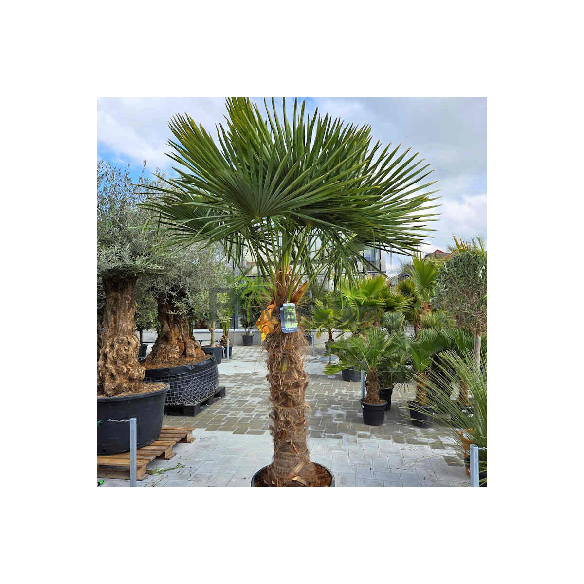 Trachycarpus fortunei - Chinesische Hanfpalme 110 - 120 cm