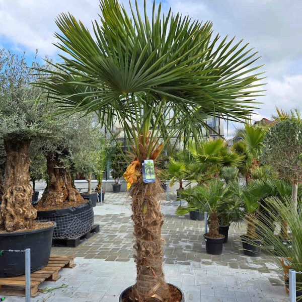 Trachycarpus fortunei - Chinesische Hanfpalme 110 - 120 cm