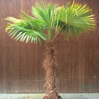 Trachycarpus fortunei - Chinesische Hanfpalme 130 - 140 cm