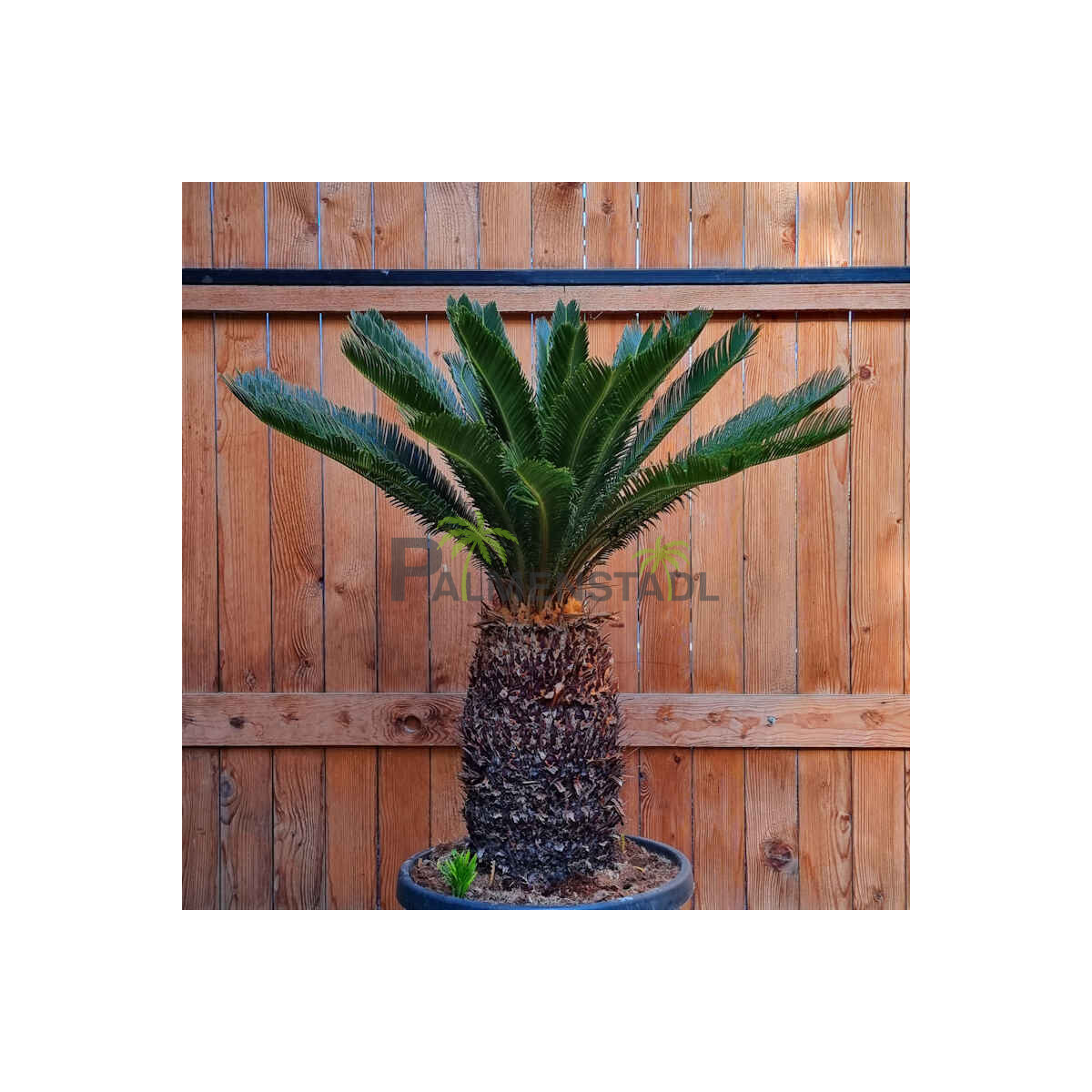 Cycas Revoluta - Japanischer Sagopalmfarn 40 - 50 cm