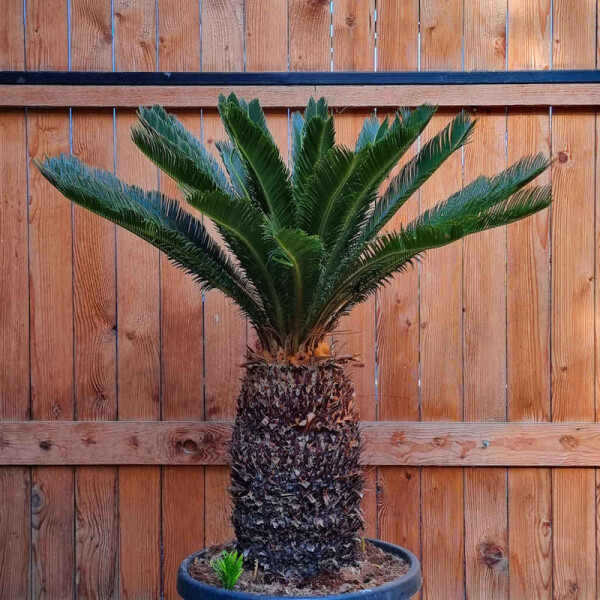 Cycas Revoluta - Japanischer Sagopalmfarn 40 - 50 cm