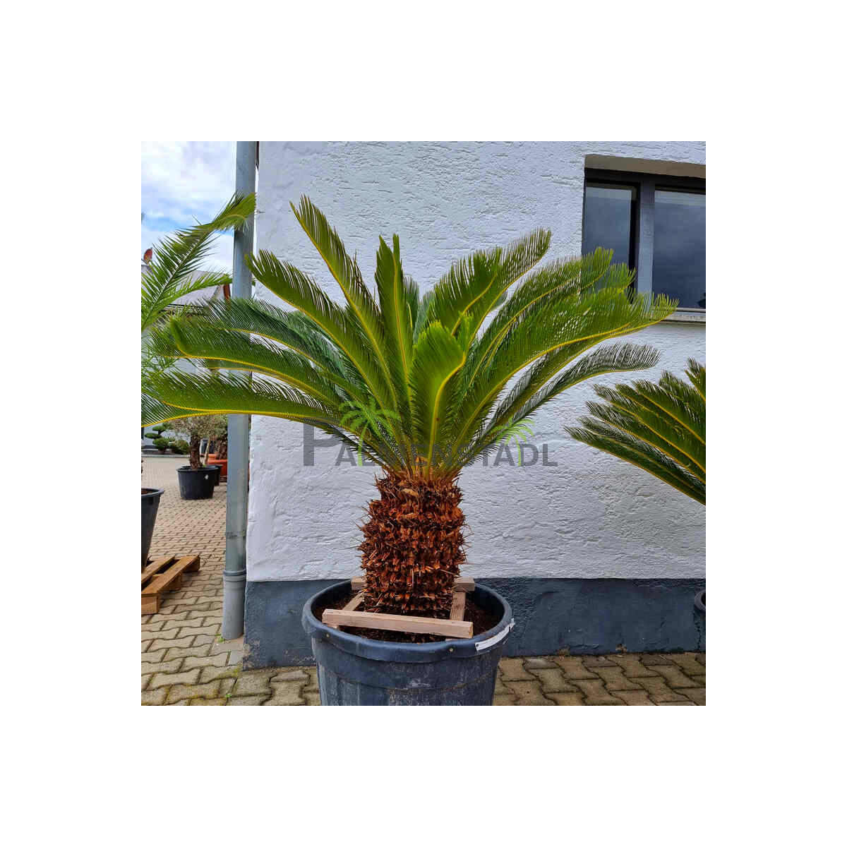 Cycas Revoluta - Japanischer Sagopalmfarn 50 - 60 cm