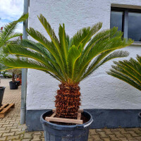 Cycas Revoluta - Japanischer Sagopalmfarn 50 - 60 cm