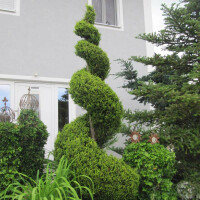 Cupressocyparis Leylandii Castlewellan gold - Goldzypresse als Spirale 140 - 160 cm