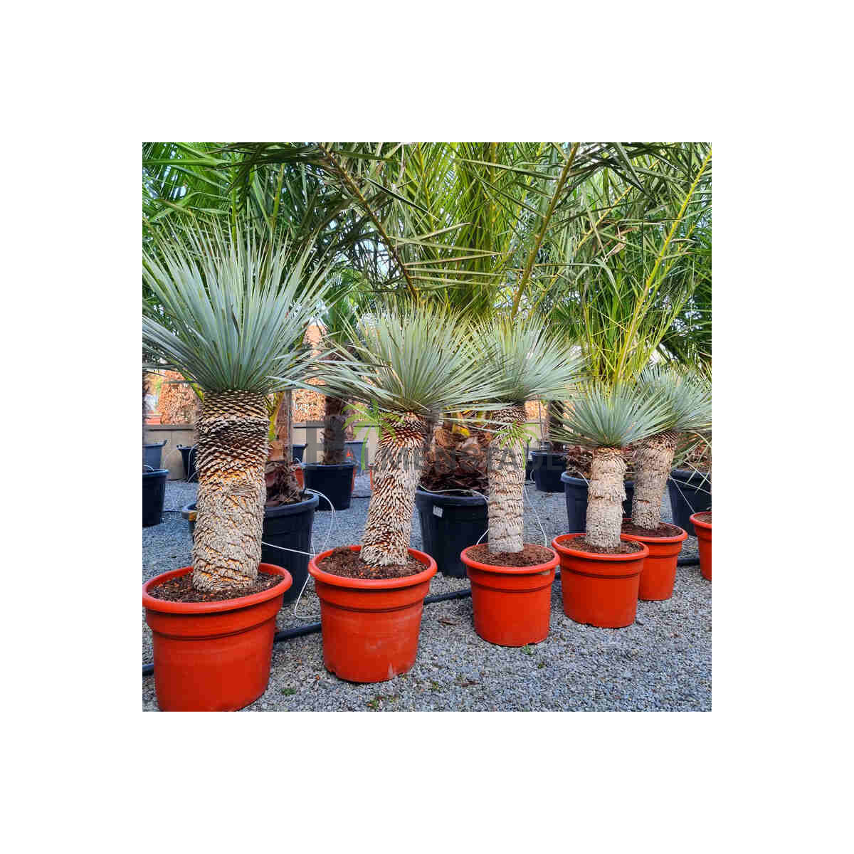 Yucca Rostrata - Blaublättrige Palm box