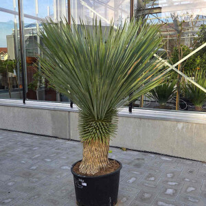 Blaubl&auml;ttrige Palmlilie 50-60 cm Stamm