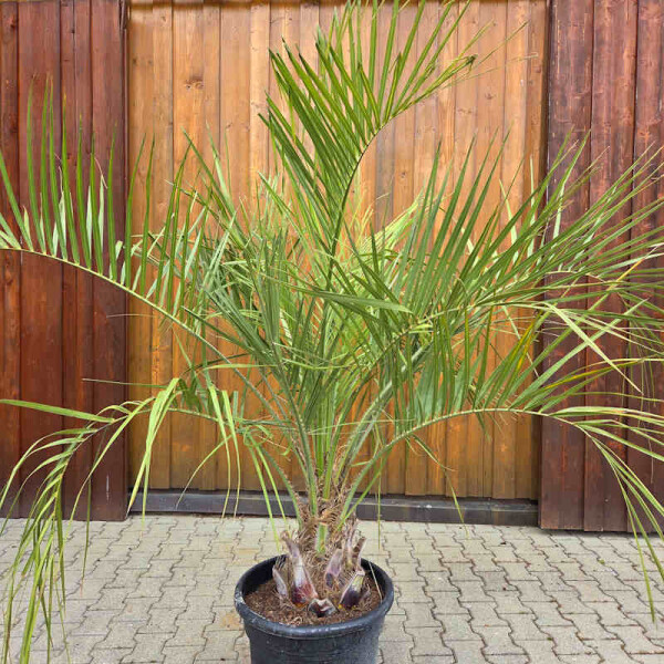 Geleepalme 30-40 cm Stamm