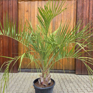 Geleepalme 30-40 cm Stamm