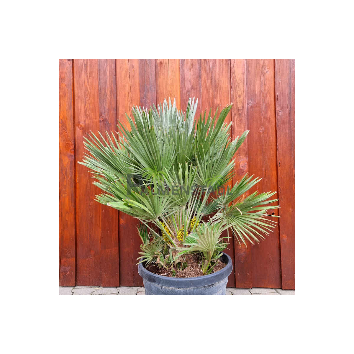 Chamaerops humilis vulcano - kompakte Zw box