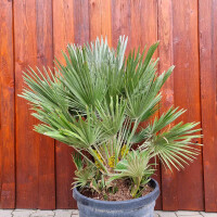 Chamaerops humilis vulcano - kompakte Zwergpalme