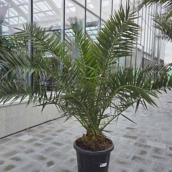Kanarische Dattelpalme 0&ndash;10 cm Stamm