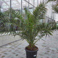 Kanarische Dattelpalme 0&ndash;10 cm Stamm