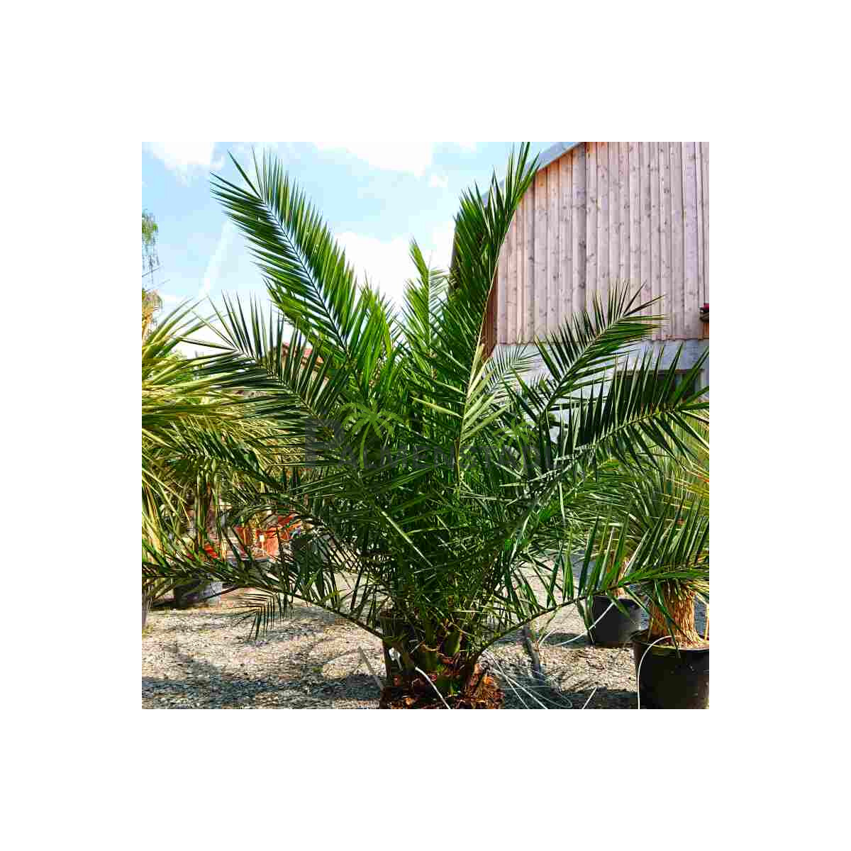 Phoenix Canariensis - kanarische Dattelpalme 20-30 cm