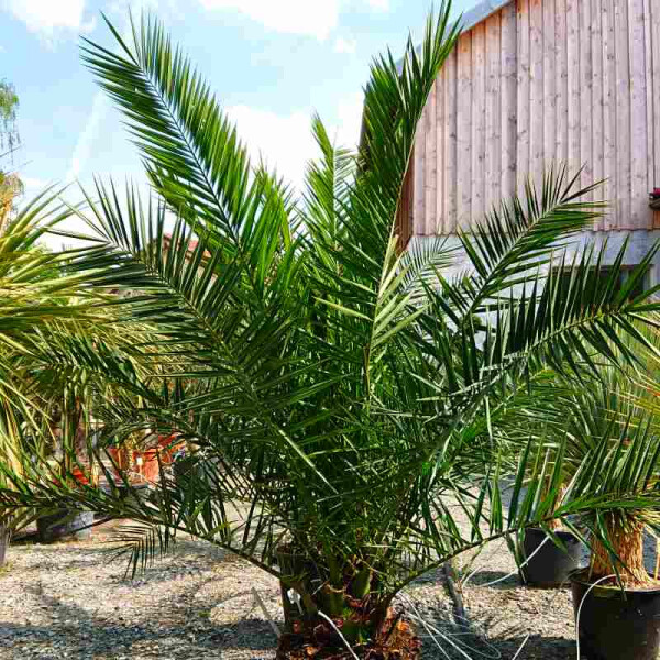 Phoenix Canariensis - kanarische Dattelpalme 20-30 cm