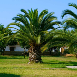 Phoenix Canariensis - kanarische Dattelpalme 20-30 cm