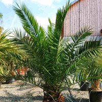 Phoenix Canariensis - kanarische Dattelpalme 20-30 cm