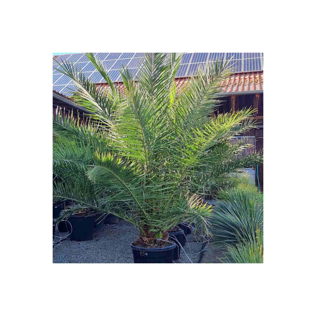 Phoenix Canariensis - kanarische Dattelpalme 30-40 cm