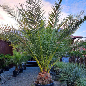 Kanarische Dattelpalme 30&ndash;40 cm Stamm