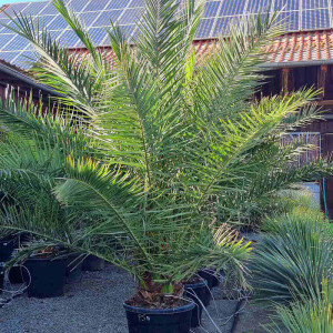 Phoenix Canariensis - kanarische Dattelpalme 30-40 cm