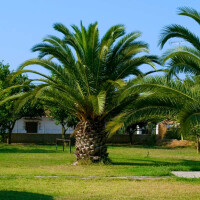 Phoenix Canariensis - kanarische Dattelpalme 30-40 cm