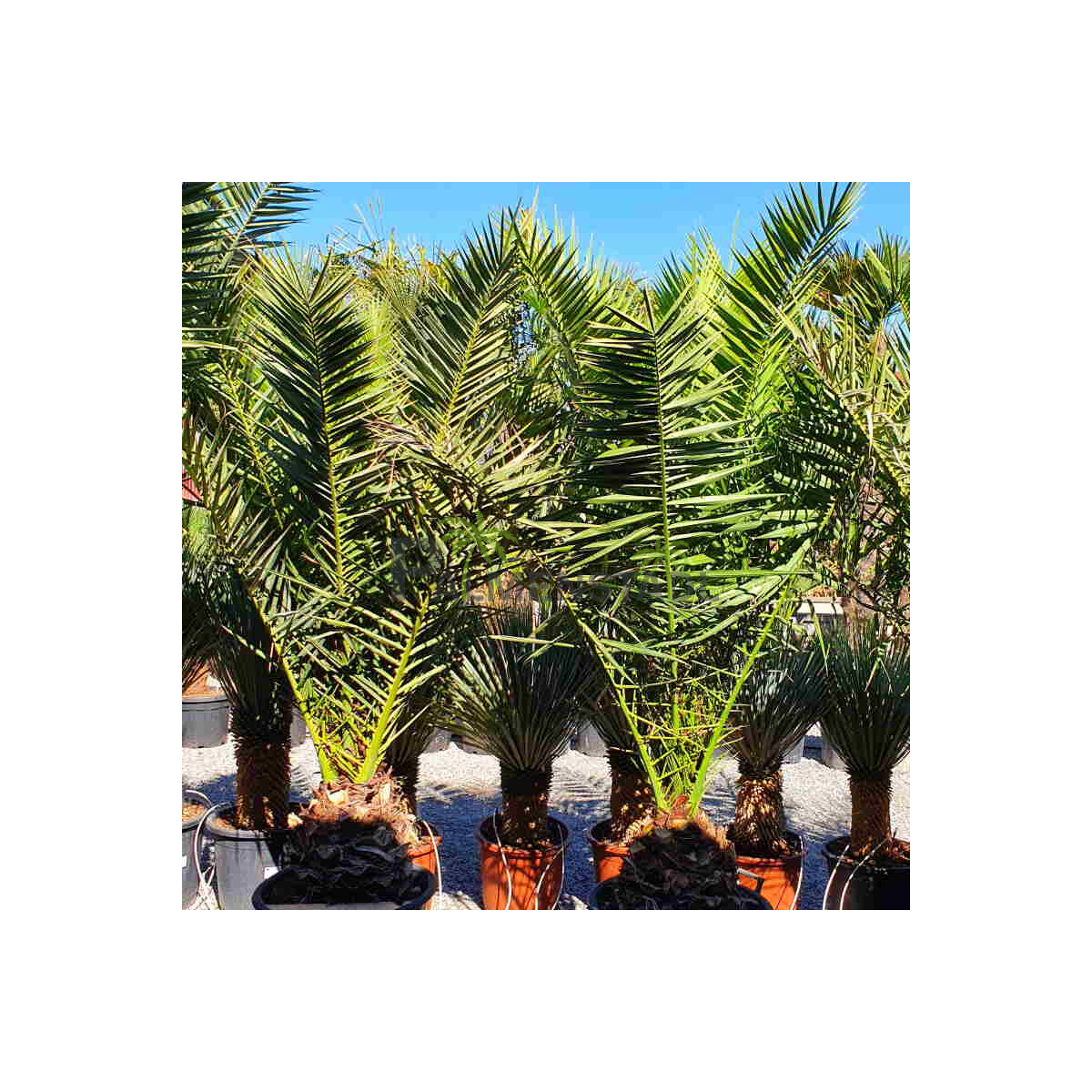 Phoenix Canariensis - kanarische Dattelpalme 40-50 cm