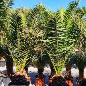 Phoenix Canariensis - kanarische Dattelpalme 40-50 cm