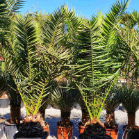Phoenix Canariensis - kanarische Dattelpalme 40-50 cm