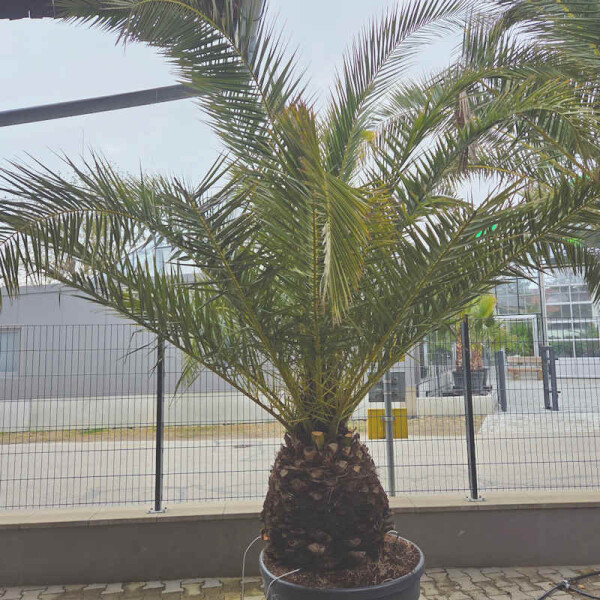 Kanarische Dattelpalme 60&ndash;70 cm Stamm
