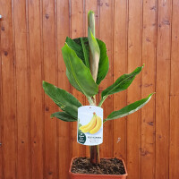 Musa cavendish - Zwerg-Essbanane