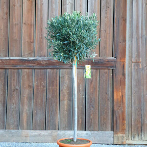 Olivenbaum 160-180 cm, Stammumfang 10-12 cm