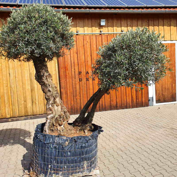 Olivenbaum Doppelstamm04
