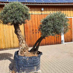 Olivenbaum Doppelstamm Nr. 2204 Picual